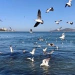 Tomás Ledezma Avatar